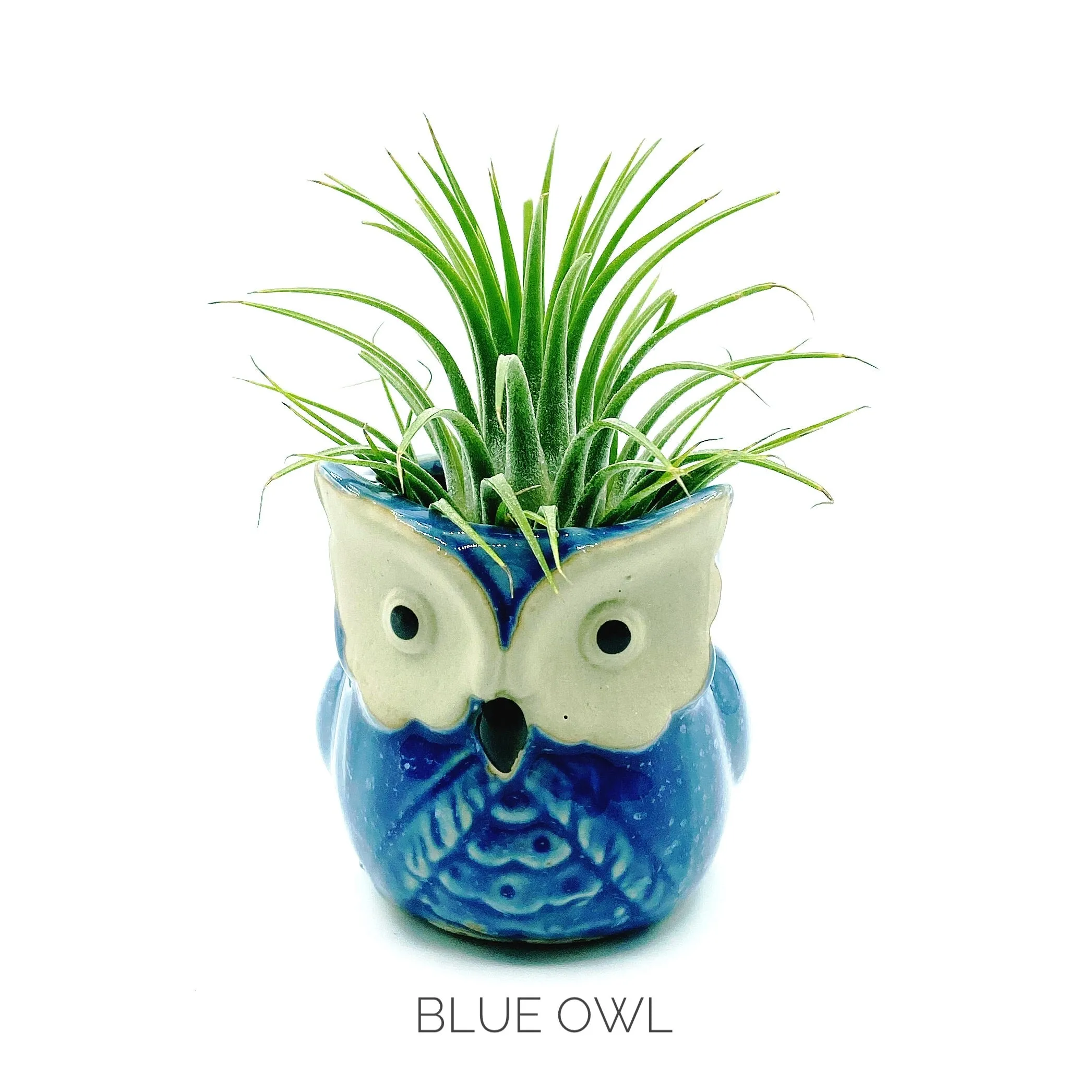 Owl Planter   Air Plant