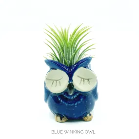 Owl Planter   Air Plant