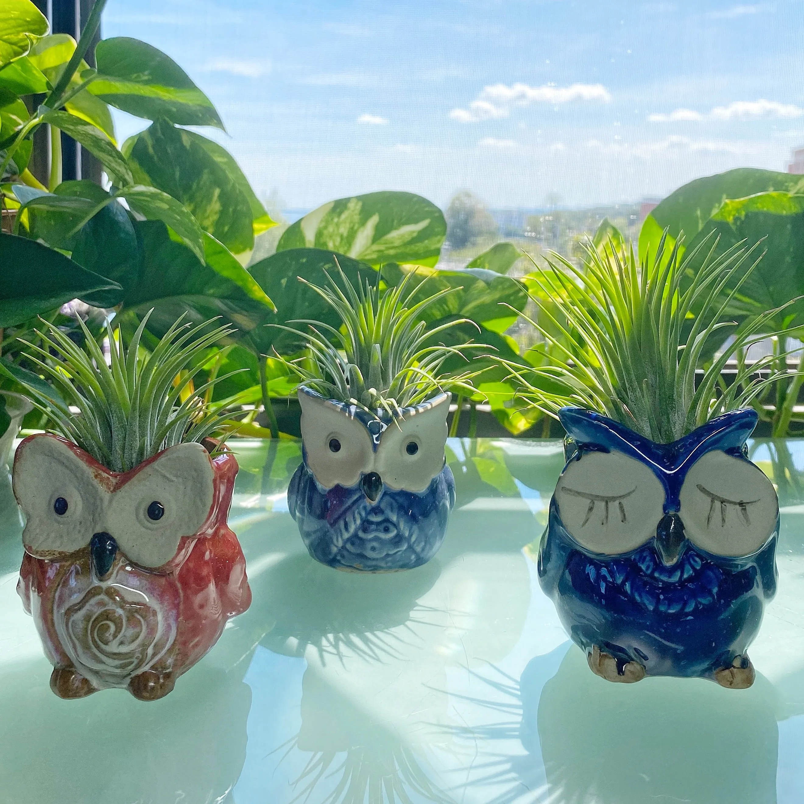 Owl Planter   Air Plant